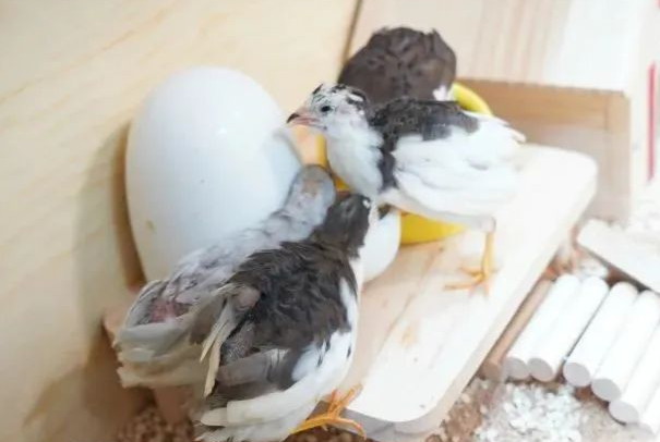 芦丁鸡宠物怎么养？新手零失败居家饲养全套教程