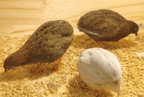 芦丁鸡可以当宠物吗?合法性+优缺点+居家饲养全解析