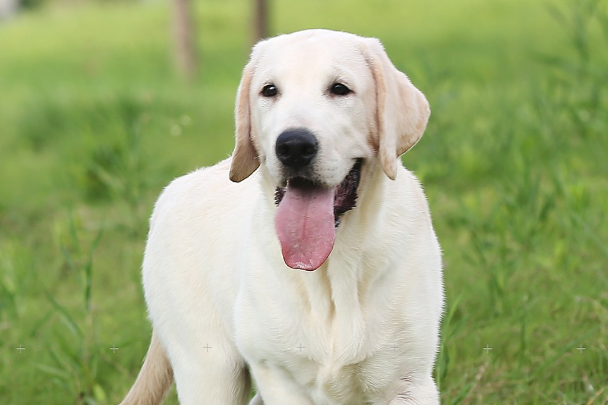 拉布拉多犬好不好养？新手饲养优缺点及注意事项全解析
