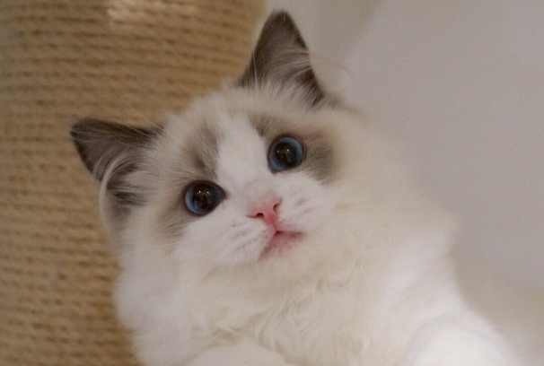 布偶猫的眼睛会越来越蓝吗？变色周期、品相辨别全解答