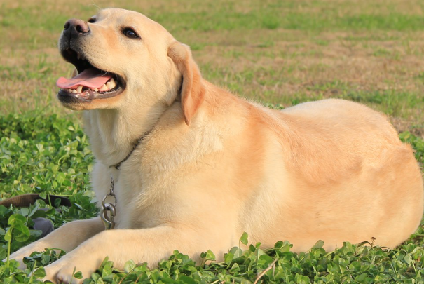 拉布拉多犬好不好养？新手饲养优缺点及注意事项全解析