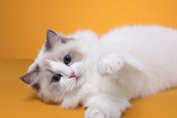 布偶猫的眼睛会越来越蓝吗？变色周期、品相辨别全解答