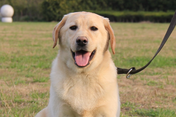 拉布拉多犬好不好养？新手饲养优缺点及注意事项全解析