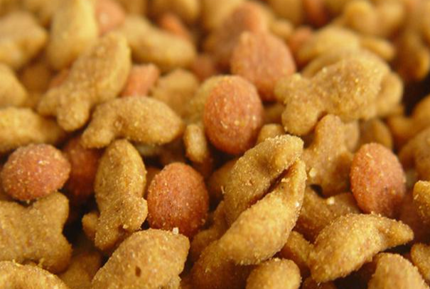 宠物饲料是什么垃圾?过期剩余宠粮垃圾分类详解