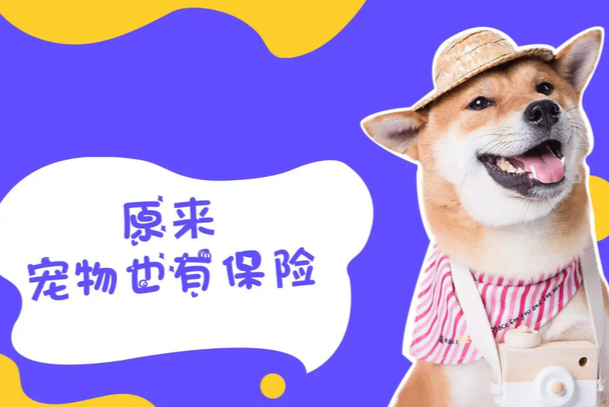 宠物保险在哪里买最正规靠谱?2026官方购买渠道全攻略