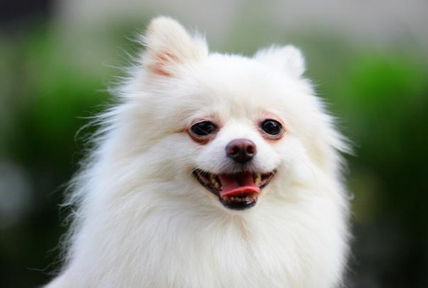 博美犬太胖了怎么减肥?科学瘦身不伤犬,快速瘦回标准体态