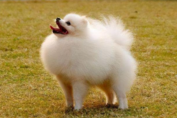 博美犬太胖了怎么减肥?科学瘦身不伤犬,快速瘦回标准体态