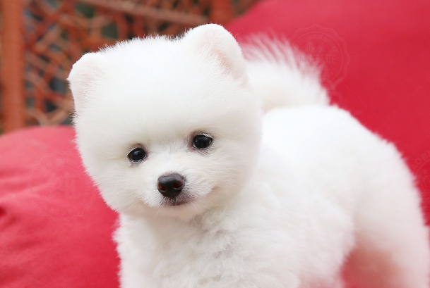 博美犬太胖了怎么减肥?科学瘦身不伤犬,快速瘦回标准体态