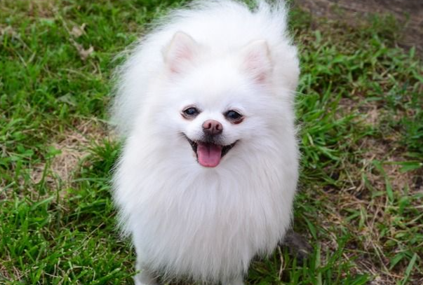 博美犬太胖了怎么减肥?科学瘦身不伤犬,快速瘦回标准体态