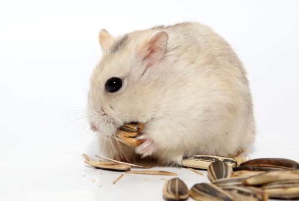 仓鼠能吃奶油吗？一次吃多少安全、误食危害全解答