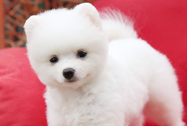 博美犬和俊介犬的区别是什么?一分钟看懂核心差异