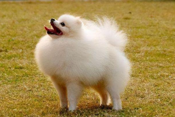 博美犬和俊介犬的区别是什么?一分钟看懂核心差异