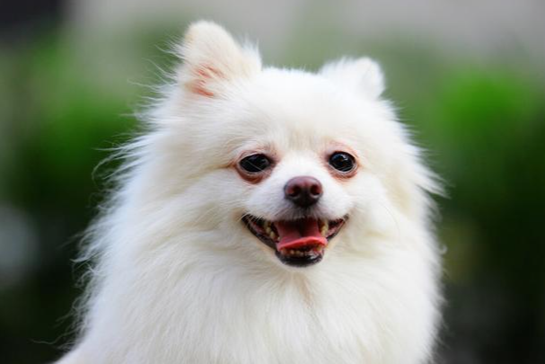 博美犬和俊介犬的区别是什么?一分钟看懂核心差异