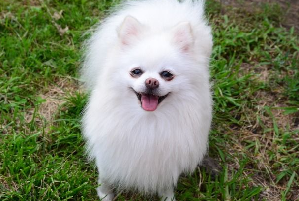 博美犬和俊介犬的区别是什么?一分钟看懂核心差异