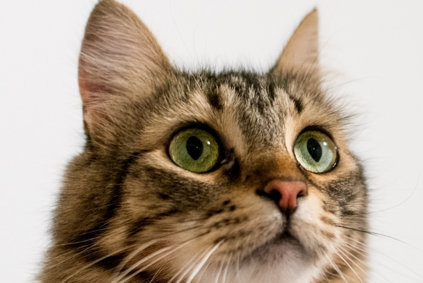 猫咪多大绝育合适?公猫母猫最佳绝育时间详解