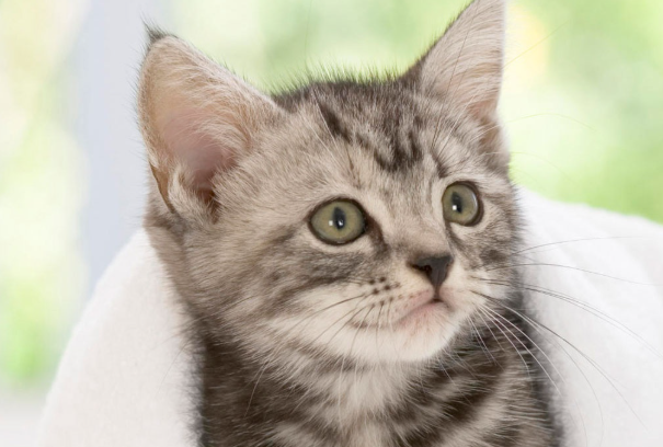 猫咪多大绝育合适?公猫母猫最佳绝育时间详解
