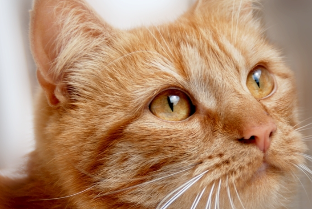 猫咪多大绝育合适?公猫母猫最佳绝育时间详解
