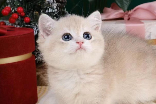 猫咪多大绝育合适？公猫母猫最佳绝育时间详解