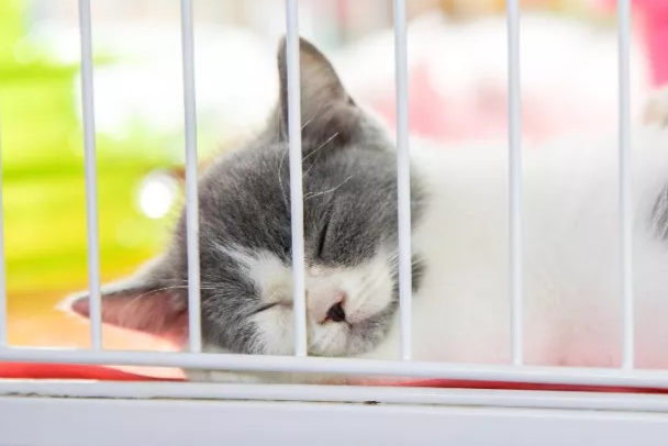 花鸟市场的猫能买吗?优缺点、避坑技巧一次性讲透