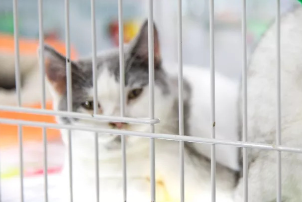 花鸟市场的猫能买吗?优缺点、避坑技巧一次性讲透