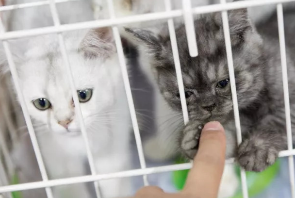花鸟市场的猫能买吗？优缺点、避坑技巧一次性讲透