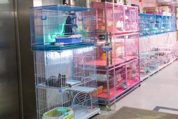 花鸟市场的猫能买吗?优缺点、避坑技巧一次性讲透