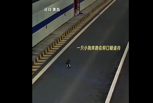 隧道为保护误入小狗封闭道路!青岛暖心处置全过程曝光