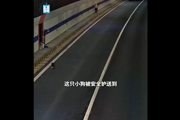 隧道为保护误入小狗封闭道路!青岛暖心处置全过程曝光