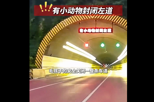 隧道为保护误入小狗封闭道路!青岛暖心处置全过程曝光