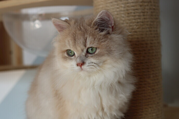 宠物猫得了猫癣怎么办?新手零失误处理方法大全
