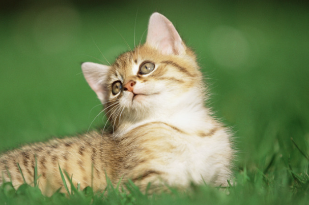 宠物猫得了猫癣怎么办?新手零失误处理方法大全