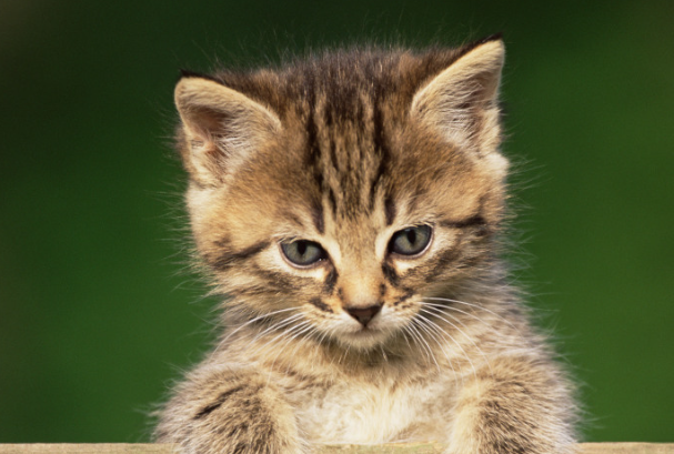 宠物猫得了猫癣怎么办?新手零失误处理方法大全