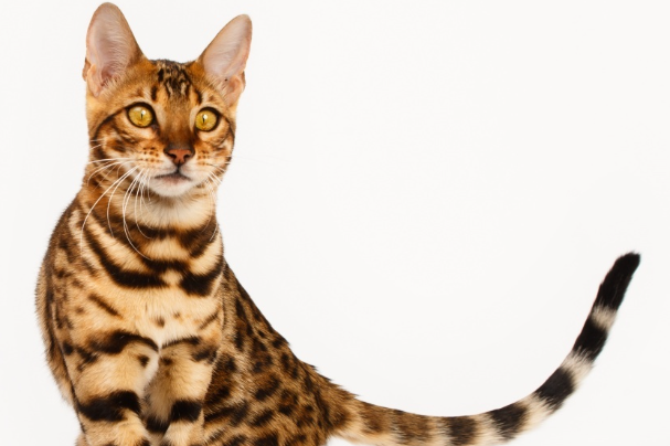 宠物猫得了猫癣怎么办?新手零失误处理方法大全