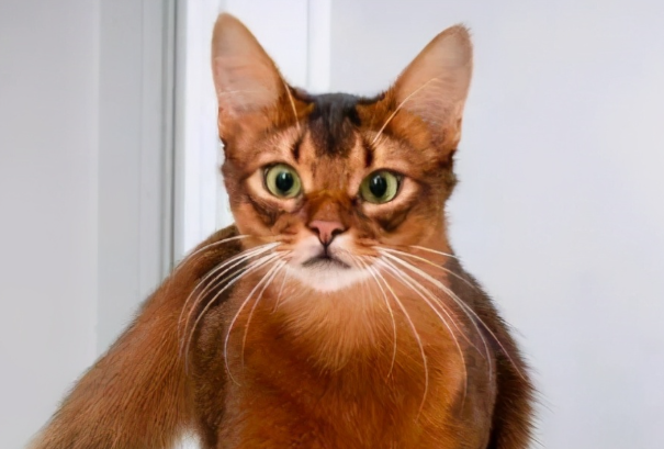 宠物猫可以吃人吃的火腿肠吗？专业喂养真相解答