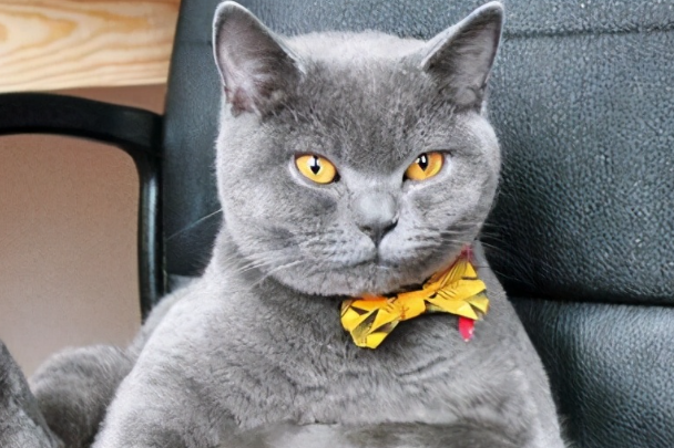 宠物猫可以吃人吃的火腿肠吗？专业喂养真相解答