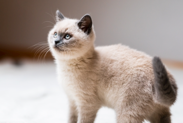 宠物猫可以吃人吃的火腿肠吗？专业喂养真相解答
