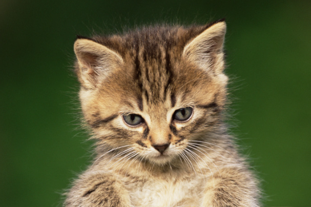 宠物猫可以吃人吃的火腿肠吗？专业喂养真相解答