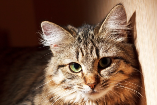 宠物猫不听话怎么办?手把手纠正猫咪坏习惯