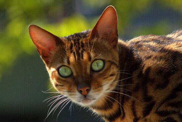 宠物猫不听话怎么办?手把手纠正猫咪坏习惯