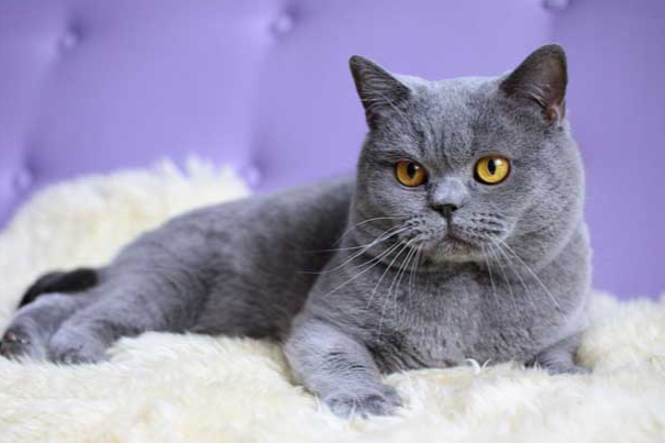 宠物猫不听话怎么办?手把手纠正猫咪坏习惯