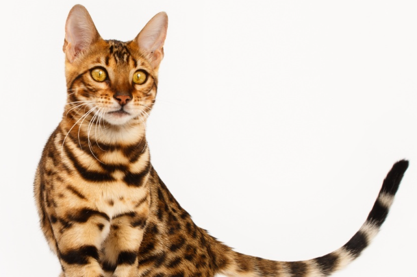 宠物猫不听话怎么办?手把手纠正猫咪坏习惯