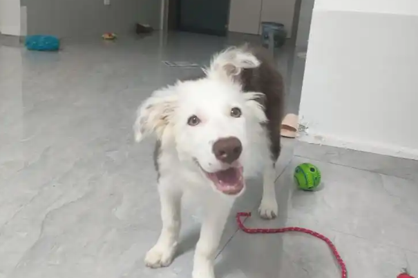 小狗吹空调看到女主人辅导作业溜走,笑翻全网!