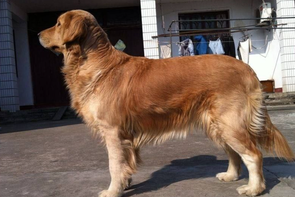 金毛几个月开始掉毛？幼犬和成犬掉毛周期全解析