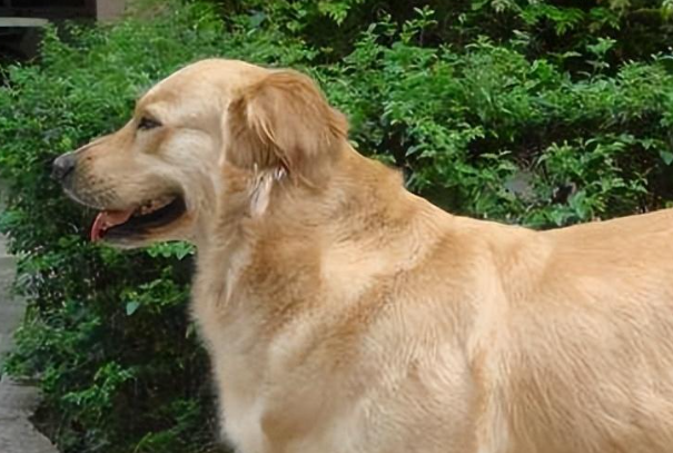 金毛几个月开始掉毛？幼犬和成犬掉毛周期全解析