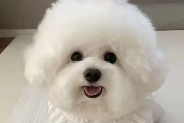 比熊可以吃三文鱼吗？正确喂食方法及禁忌一次说清
