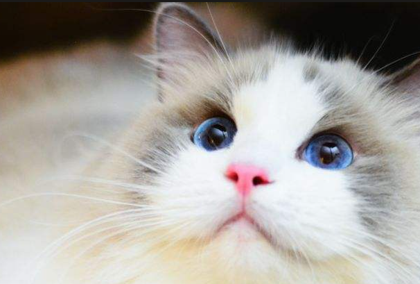 布偶公猫绝育后会有哪些变化?性格、身体、行为全解析