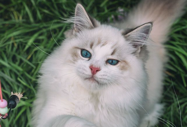 布偶公猫绝育后会有哪些变化?性格、身体、行为全解析