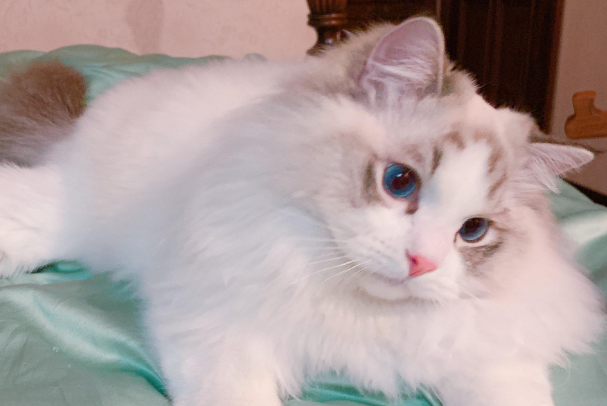 布偶公猫绝育后会有哪些变化?性格、身体、行为全解析