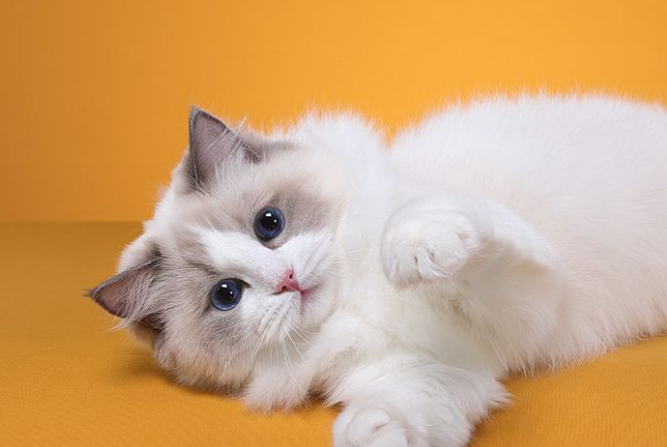 布偶公猫绝育后会有哪些变化?性格、身体、行为全解析