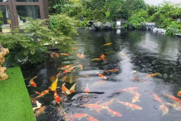 锦鲤鱼池一般多深?家用庭院鱼池标准深度详解